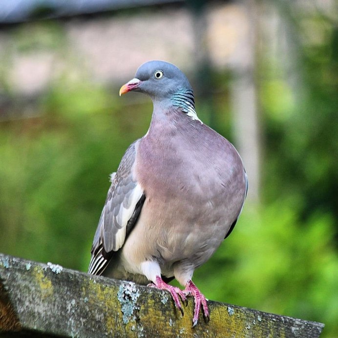 Вяхирь самец