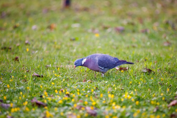 Дикий голубь вяхирь