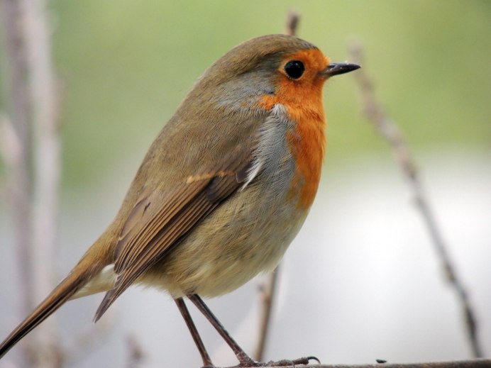 Странствующий Дрозд (turdus migratorius)