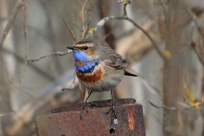 Petroica phoenicea