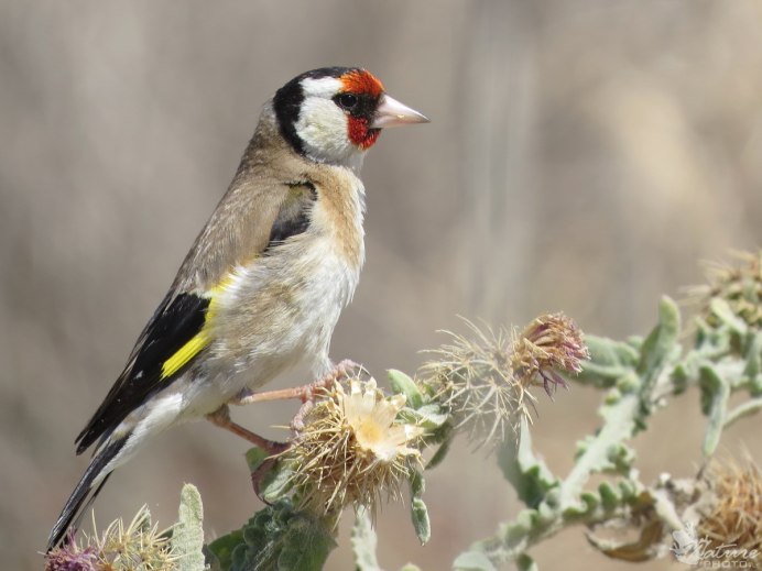 Седоголовый щегол