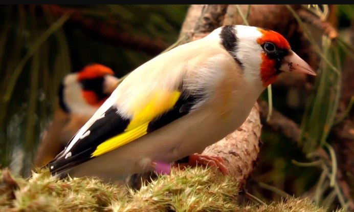 Щегол пестрозадый