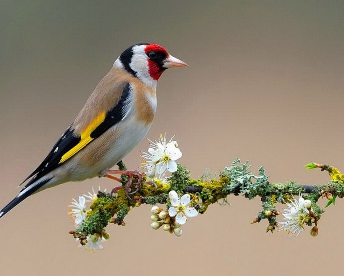 Седоголовый щегол как ухаживать