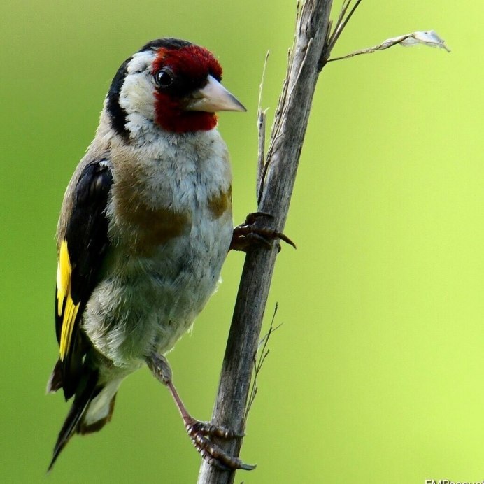 Щегол Крылья