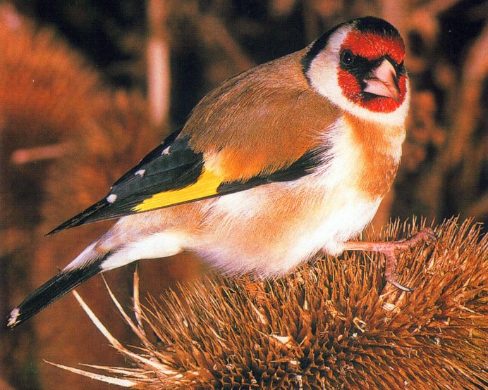 Гнездо щегла фото