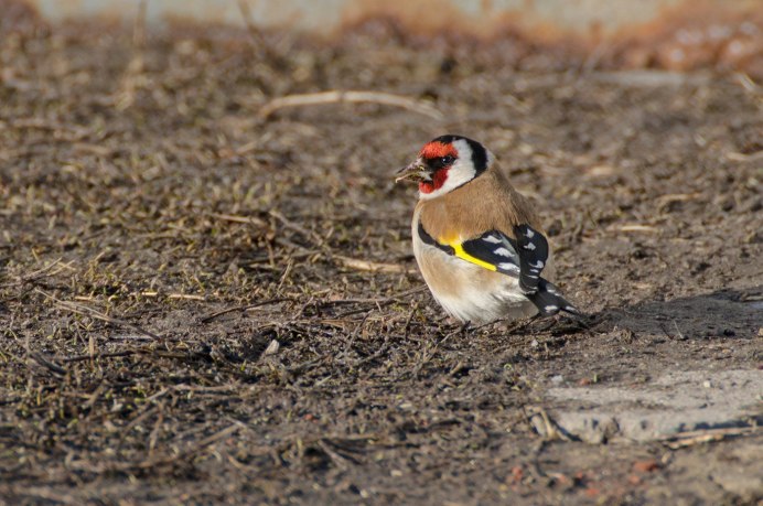Щегол обыкновенный