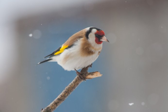 Птицы щегол клюв