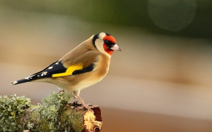 Красноголовый щегол