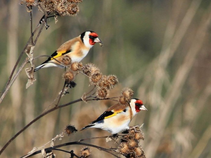 Черноголовый щегол птенец