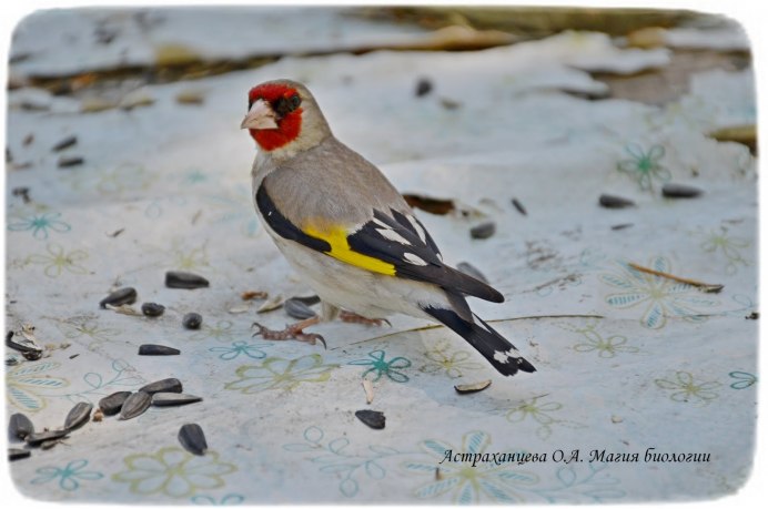 Черноголовый щегол