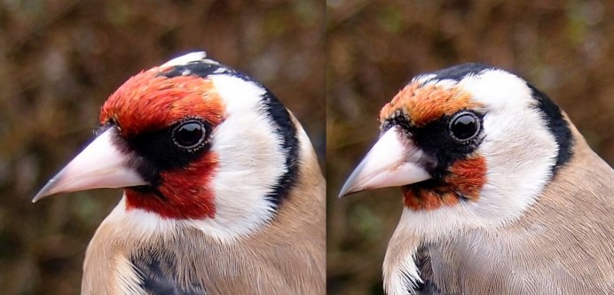 Кладка щегла