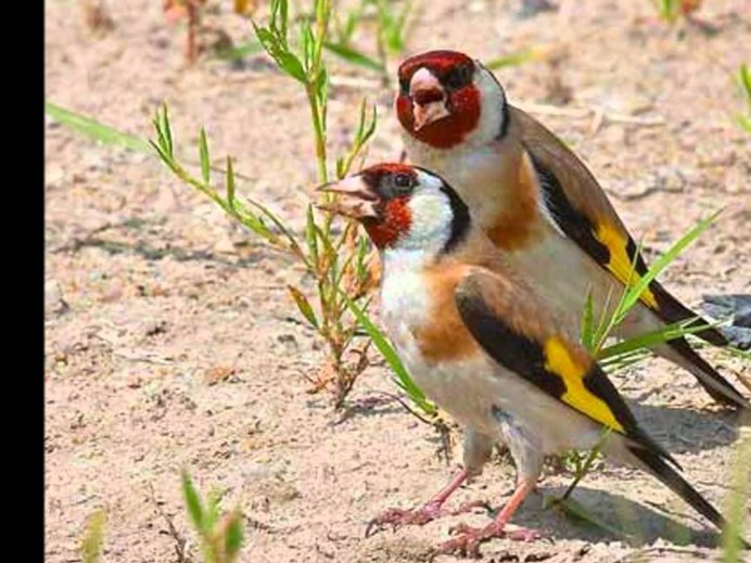 Канарейки и щеглы