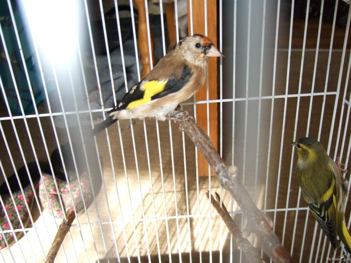 Толстоклювый щегол