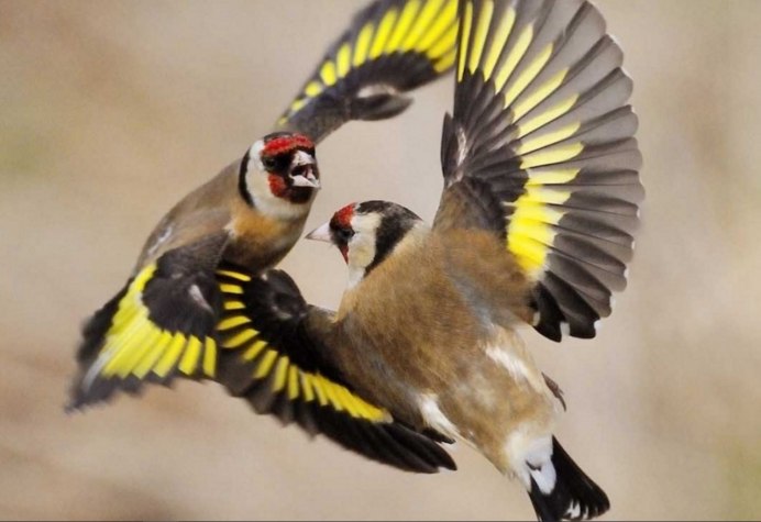 Щеглы Вьюрковые