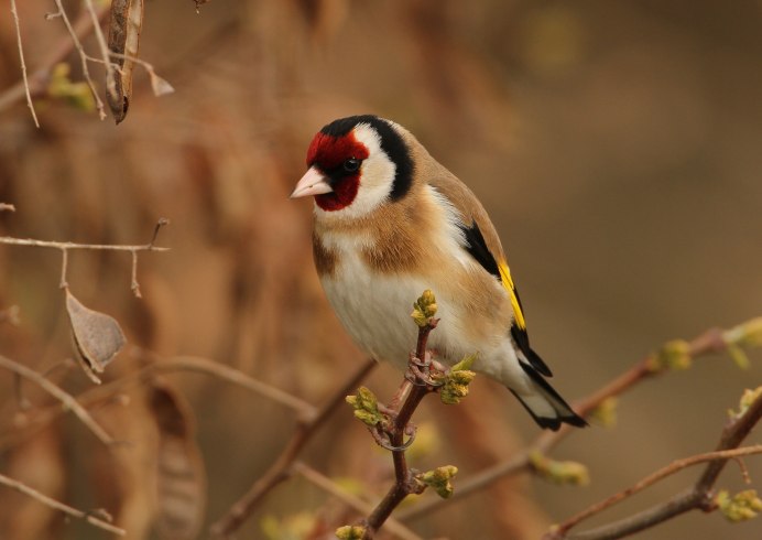 Щеглы Вьюрковые