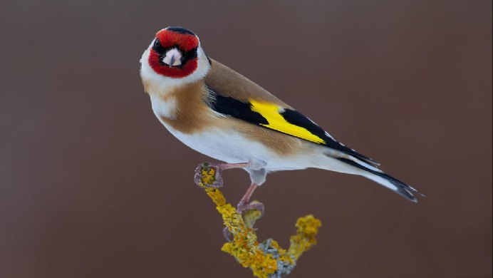 Черноголовый щегол самка