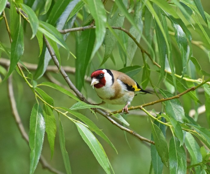 Птица похожая на щегла