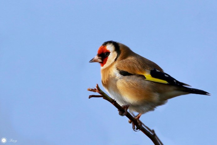 Черноголовый щегол Вьюрковые
