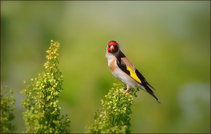 Черноголовый щегол