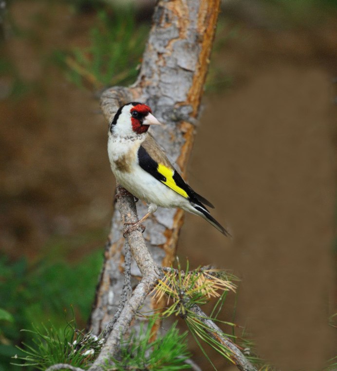 Черноголовый щегол Вьюрковые