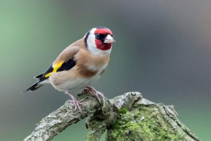 Щегол обыкновенный