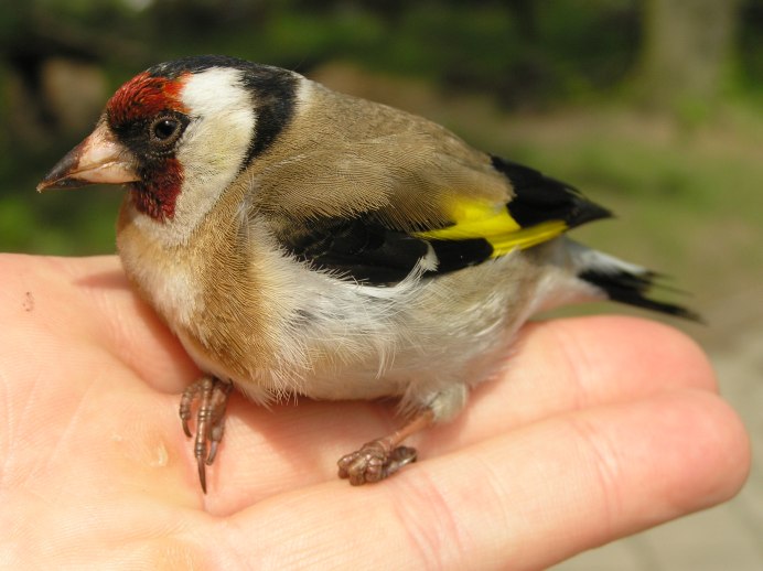 Отряд Воробьинообразные щегол