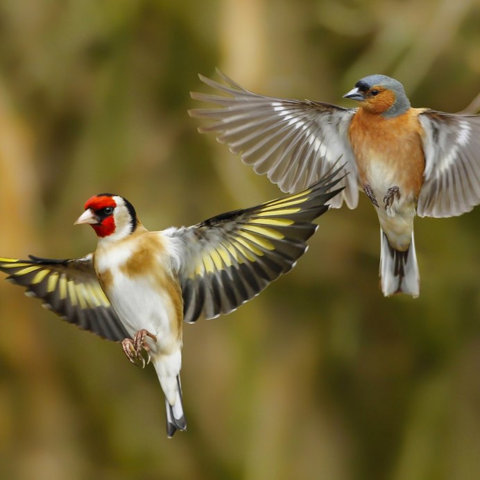 Щегол птица самец