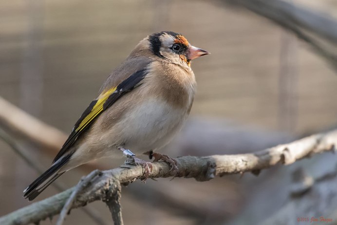 Щегол пестрожопый