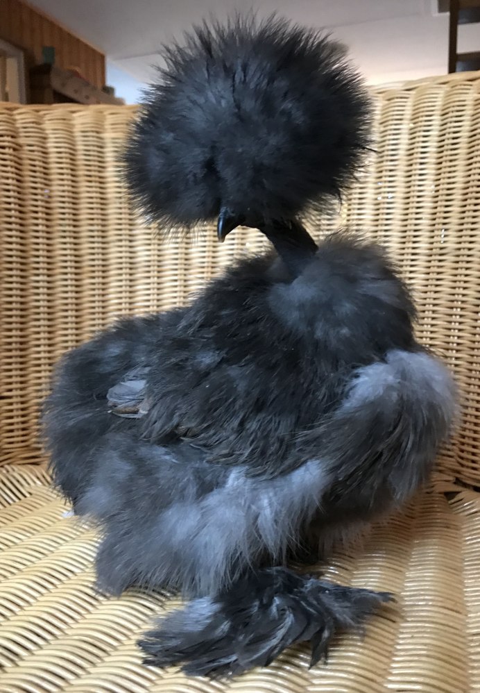 Китайская шелковая (Silkie Bantam)