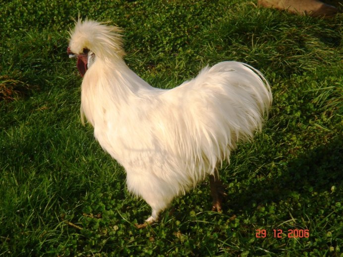 Китайская шелковая (Silkie Bantam)