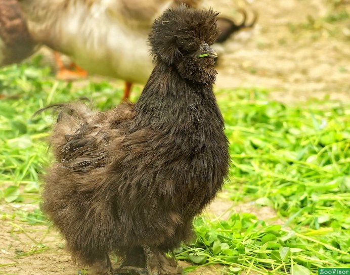 Китайская шелковая (Silkie Bantam)