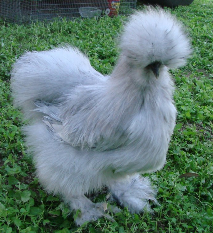 Китайская шелковая (Silkie Bantam)