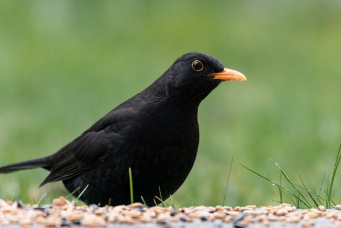Red-Winged Blackbird