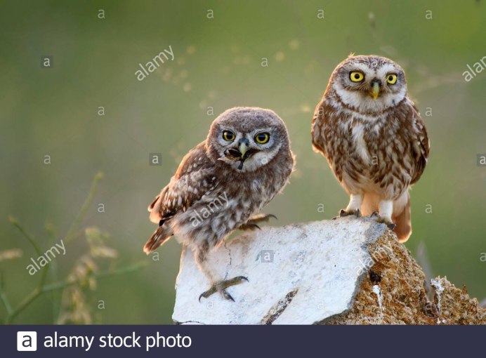 Воробьиный сычик (Glaucidium passerinum)