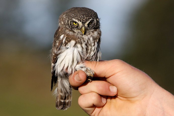Воробьиный Сыч - Glaucidium passerinum