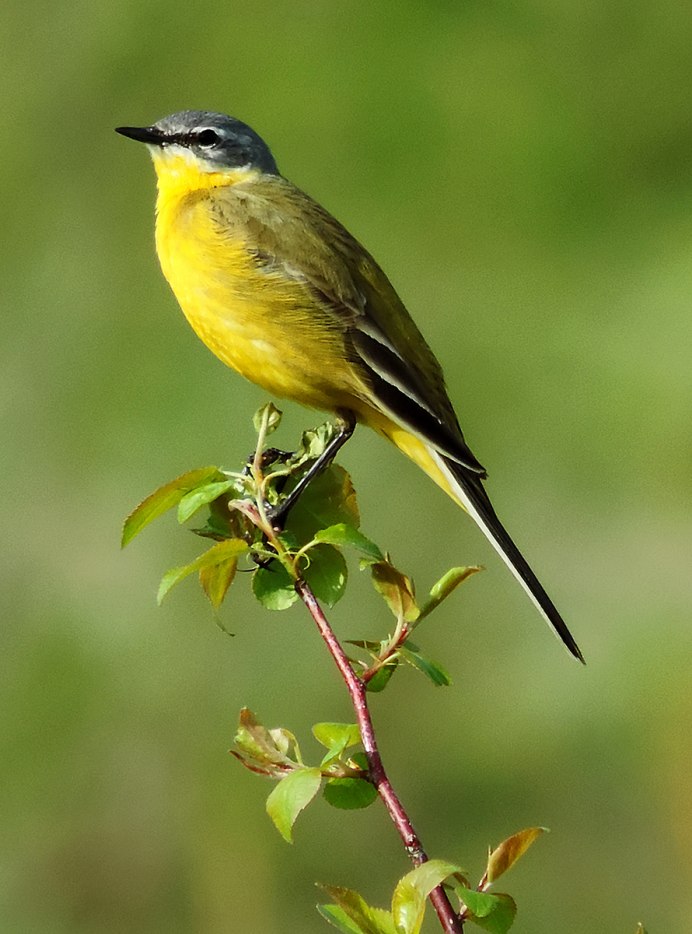 Тайваньская желтая синица
