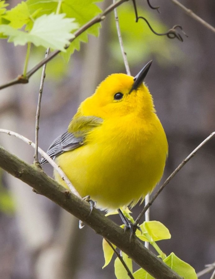 Yellow Warbler птица