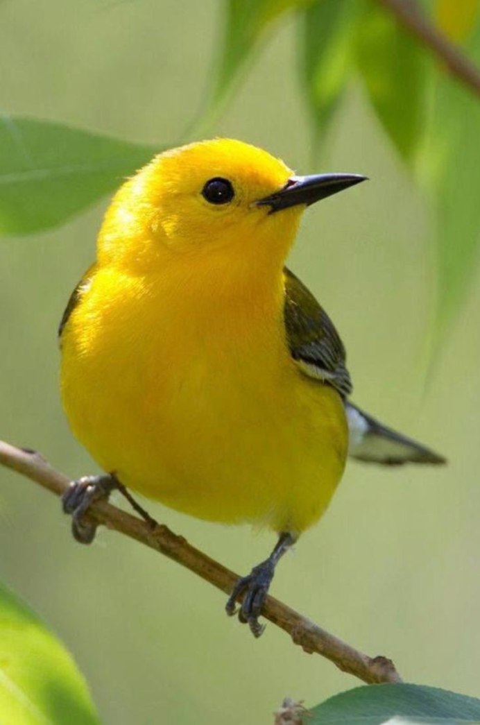 Желтые птички