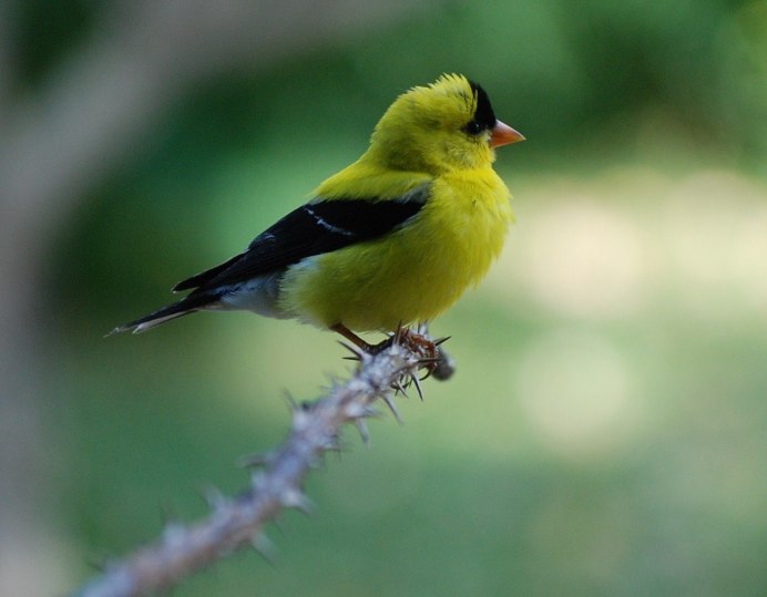 Лимонный певун