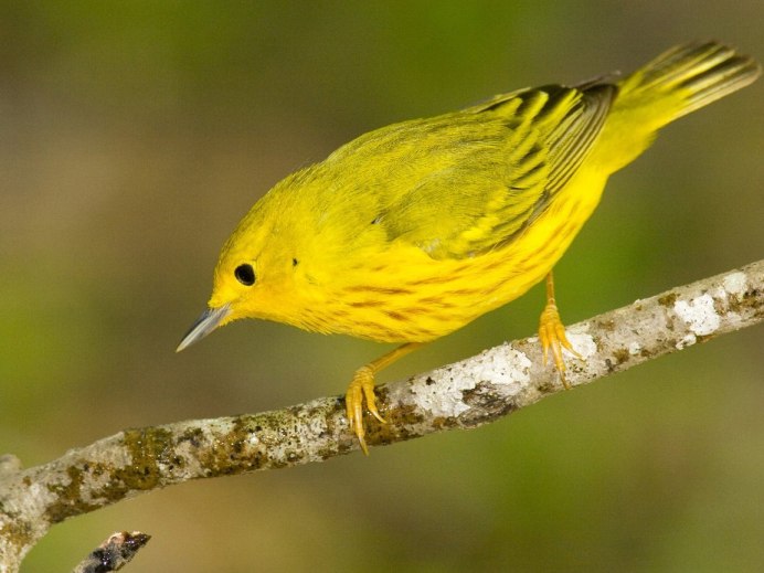 Канарейка и Зяблик