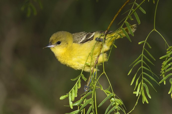 Yellow Warbler