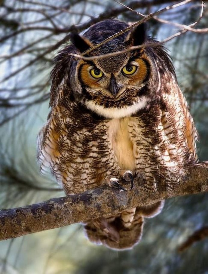 Bubo Bubo Eagle Owl
