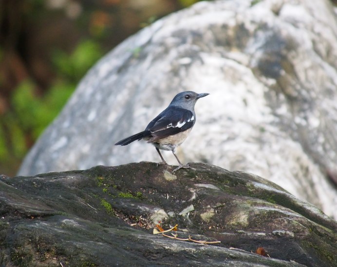 Garrulus glandarius