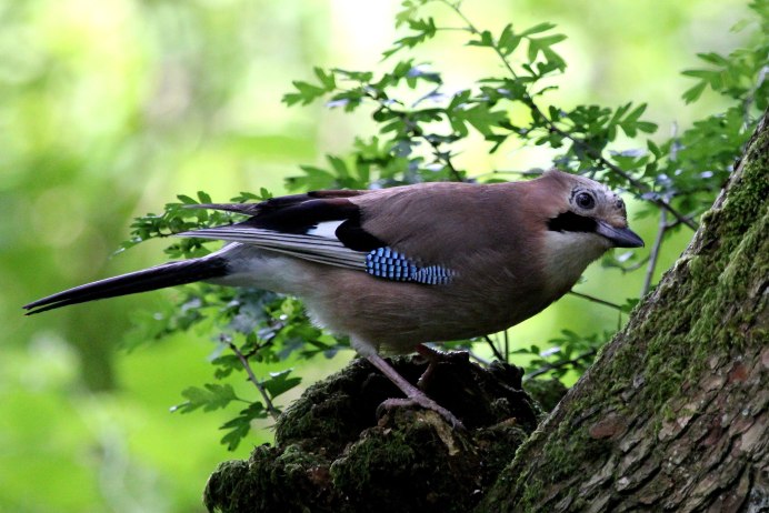 Cowbird птица