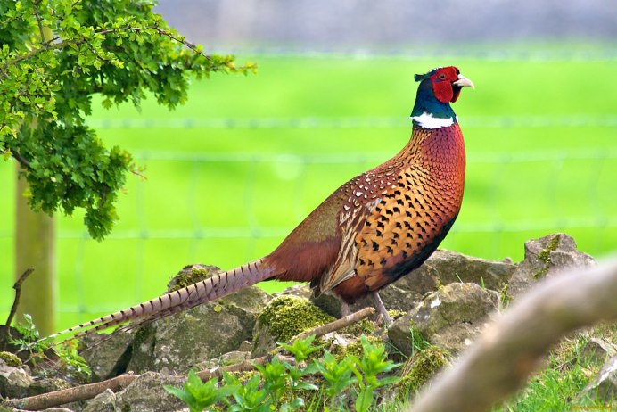 Зелёный фазан / Phasianus versicolor