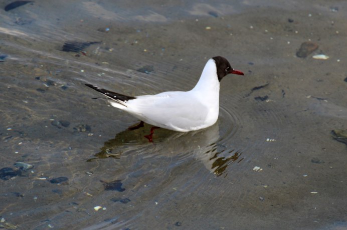 Черноголовая Чайка (Larus melanocephalus)