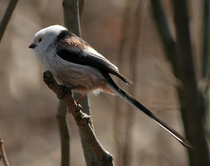 Dumetella carolinensis