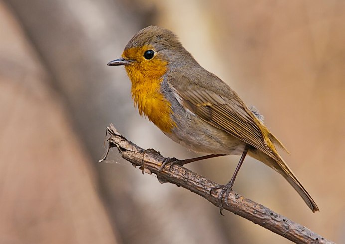 Птичка Зарянка