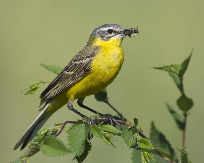 Трясогузка Иволга