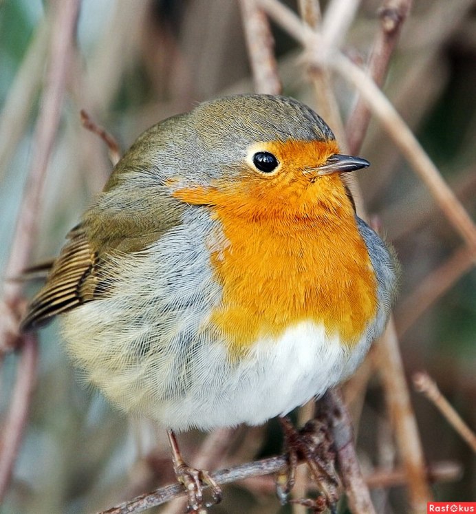 Синица зеленушка